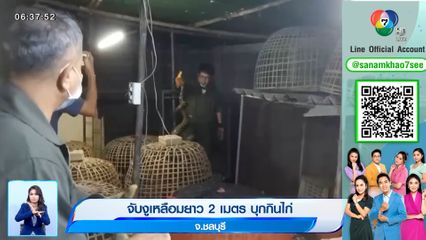 ภาพเป็นข่าว : จับงูเหลือมยาว 2 เมตร บุกกินไก่ จ.ชลบุรี