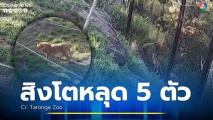 สิงโตหลุดออกจากกรง 5 ตัว ในสวนสัตว์ ประเทศออสเตรเลีย