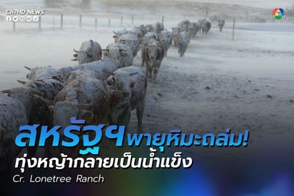 พายุหิมะถล่ม หิมะปกคลุมสูง ทุ่งหญ้ากลายเป็นน้ำแข็ง