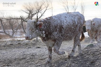 พายุหิมะถล่ม หิมะปกคลุมสูง ทุ่งหญ้ากลายเป็นน้ำแข็ง