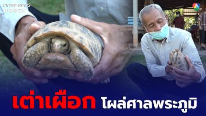 ส่อง”เต่าเผือก” ลายกระดองสวยแปลกตา พบคลานเข้าหาศาลพระภูมิ ชาวบ้านเชื่อมาให้โชค ให้อยู่เย็นเป็นสุข