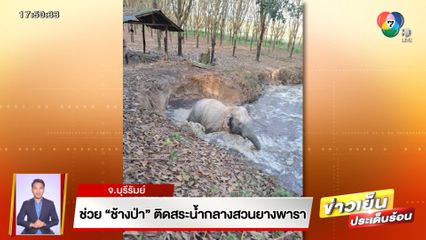 ช่วยช้างป่า ติดสระน้ำกลางสวนยางพารา จ.บุรีรัมย์