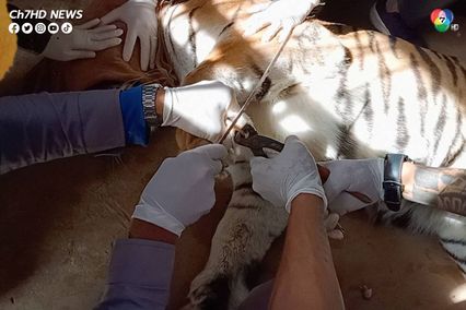 สัตวแพทย์วางยาสลบ ตัดเล็บจิกนิ้วเท้า 2 เสือโคร่งบึงฉวาก