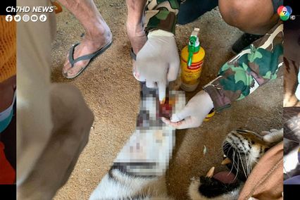 สัตวแพทย์วางยาสลบ ตัดเล็บจิกนิ้วเท้า 2 เสือโคร่งบึงฉวาก