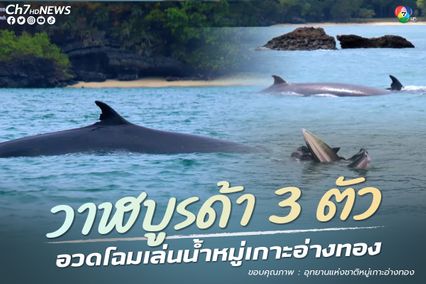 วาฬบรูด้า 3 ตัว อวดโฉมเล่นน้ำอุทยานฯหมู่เกาะอ่างทอง