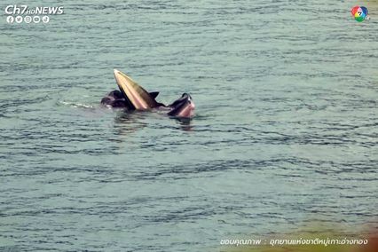 วาฬบรูด้า 3 ตัว อวดโฉมเล่นน้ำอุทยานฯหมู่เกาะอ่างทอง