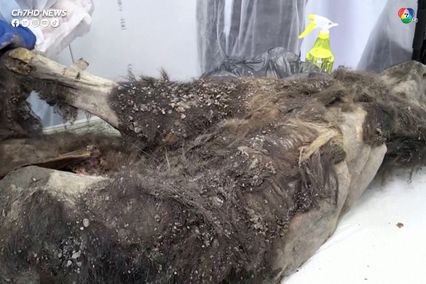 ค้นพบซากหมีสีน้ำตาลโบราณอายุ 3,500 ปี ที่ไซบีเรีย