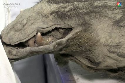 ค้นพบซากหมีสีน้ำตาลโบราณอายุ 3,500 ปี ที่ไซบีเรีย