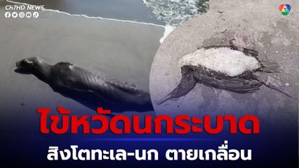 สิงโตทะเลกว่า 700 ตัว และนกกว่า 63,000 ตัว ในเปรู ตายจากการติดเชื้อไข้หวัดนก H5N1