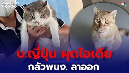 บริษัทญี่ปุ่นผุดไอเดีย ให้แมวพนักงานไปเลี้ยง แต่ถ้าลาออกต้องเอาแมวมาคืน 