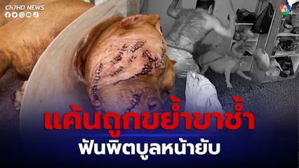 สุนัขพิตบูลเป็นเหตุ หลานแจ้งความเอาผิดน้า ใช้มีดอีโต้ฟันสุนัขพิตบูลหน้ายับ เหตุแค้นถูกขย้ำขาช้ำ