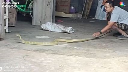 งูจงอางสีทองยาวเกือบ 4 เมตร เลื้อยเข้าบ้าน เจ้าของรีบแจ้งกู้ภัยช่วยจับ