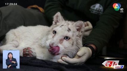พบเสือโคร่งขาวถูกทิ้งถังขยะนอกสวนสัตว์ ที่กรีซ