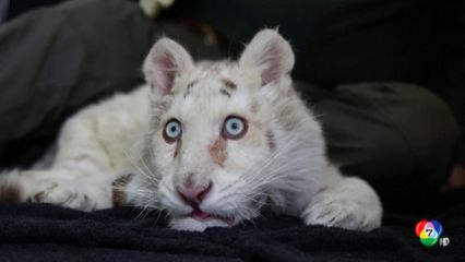 พบเสือโคร่งขาวถูกทิ้งถังขยะนอกสวนสัตว์ที่กรีซ