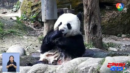 ภาพเป็นข่าว : เผยภาพแพนด้ายักษ์ อาบน้ำอย่างมีความสุขในจีน