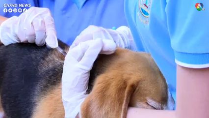 โรคพิษสุนัขบ้า "ผู้ประกันตน" ฉีดวัคซีนป้องกันโรคฟรี!! หน้าร้อนนี้ ปศุสัตว์เร่งฉีดวัคซีนในหมา-แมว