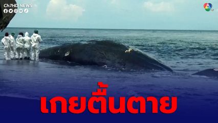 วาฬสเปิร์มยาว 18 เมตร เกยตื้นตายที่ชายฝั่งเกาะบาหลี ประเทศอินโดนีเซีย