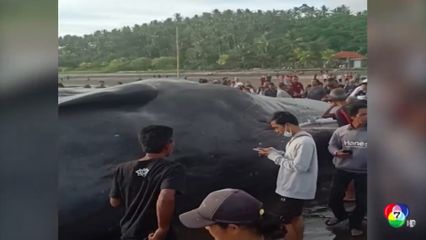 อินโดนีเซีย พบซากวาฬเกยตื้นที่หาดบาหลี