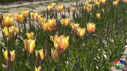 ชมดอกทิวลิปบานสะพรั่งในสวนที่รัฐนิวเจอร์ซีย์ สหรัฐฯ