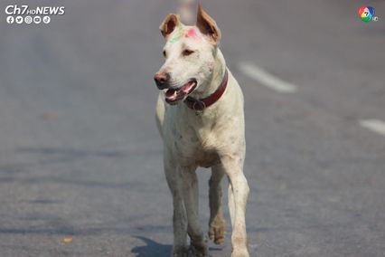 ชาวโซเชียลแห่อาลัยเจ้านิโคลธาราม สุนัขสายพันธุ์อินเดีย ถูกรถชนตาย