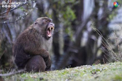 ส่องฝูงลิง แม็กแคกทิเบต สัตว์คุ้มครองของประเทศจีน