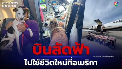 สุนัขจร 6 ตัว จากไทยบินลัดฟ้าไปใช้ชีวิตใหม่ที่อเมริกา