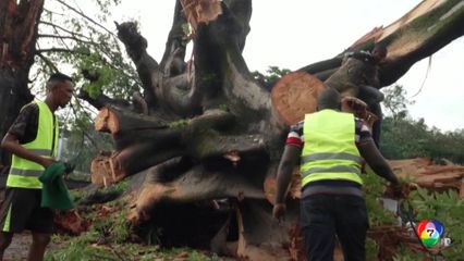 ต้นฝ้ายเก่าแก่ หลาย 100 ปี ในเซียร์ราลีโอน หักโค่นจากพายุฝน