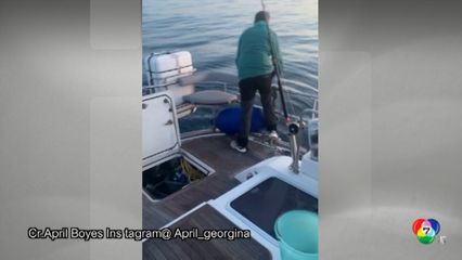 วาฬเพชฌฆาตโจมตีเรือที่สเปน