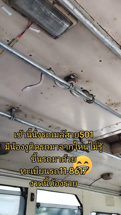 อะเมซิงรถเมล์ไทย งูเหลือมเลื้อยราวจับทำผู้โดยสารเสียวหัว