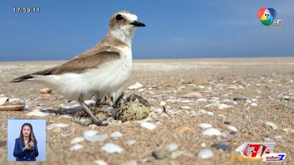 นักวิทยาศาสตร์สำรวจนกทะเล วางไข่บนชายหาดสเปน