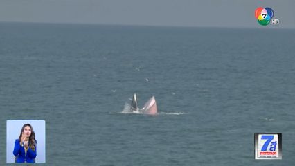 Green Report : ลงเรือสำรวจ วาฬบรูด้า ทะเลอ่าวไทย