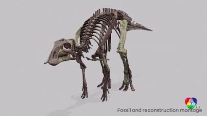 ชิลีพบกระดูกไดโนเสาร์ปากเป็ดที่มีอยู่เมื่อ 72 ล้านปีก่อน
