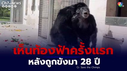 เจ้าวนิลา ลิงชิมแปนซี เพศเมีย ที่เห็นท้องฟ้าเป็นครั้งแรก หลังถูกขังอยู่ในกรงมานานถึง 28 ปี