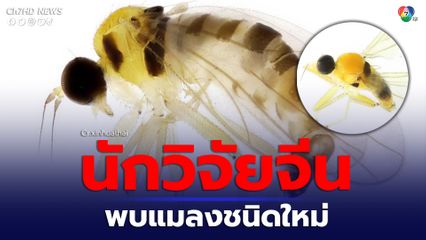 นักวิจัยจีนพบแมลงชนิดใหม่ในอุทยานแห่งชาติอู่อี๋ซาน