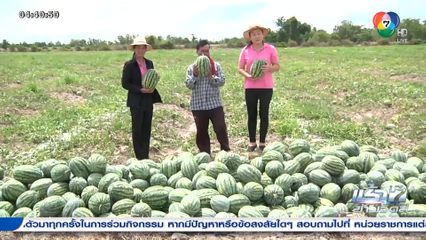 แนะเกษตรกรทำไร่แตงโมสลับนาข้าว รับมือภัยแล้ง จ.สุพรรณบุรี