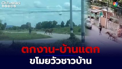 หนุ่มร้อยเอ็ดตกงาน ขโมยวัวชาวบ้านหนีลงป่ากก 