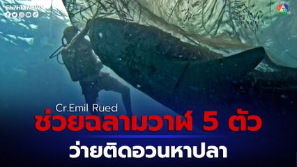 ช่วยเหลือฉลามวาฬ 5 ตัว ที่ว่ายเข้าไปติดอวนหาปลาในอินโดนีเซีย 