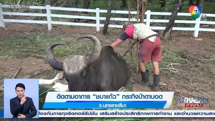 ติดตามอาการ ชบาแก้ว กระทิงป่าตาบอด จ.นครราชสีมา