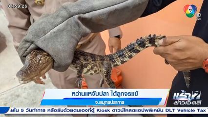 หว่านแหจับปลา ได้ลูกจระเข้ จ.สมุทรปราการ