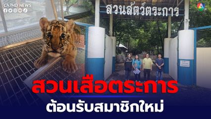 ลูกเสือโคร่งลืมตาดูโลกที่สวนเสือตระการ อุบลราชธานี