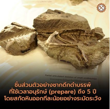ฮือฮา ไทยค้นพบไดโนเสาร์สายพันธุ์ใหม่ตัวที่ 13 ของไทยอายุ 150 ล้านปี