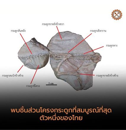 ฮือฮา ไทยค้นพบไดโนเสาร์สายพันธุ์ใหม่ตัวที่ 13 ของไทยอายุ 150 ล้านปี