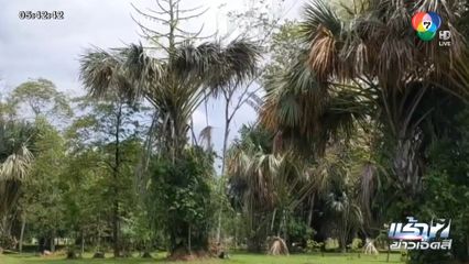 ต้นลาน ยืนต้นตายนับหมื่นต้น จ.นครราชสีมา