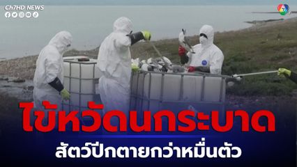 นอร์เวย์-ฟินแลนด์ กำลังเผชิญหน้ากับการระบาดของไข้หวัดนก 