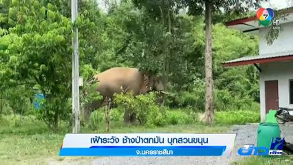 เฝ้าระวัง ช้างป่าตกมัน บุกสวนขนุน จ.นครราชสีมา