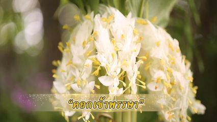 สารคดีพุทธศาสนศรัทธา ชุดนิทานธรรม ตอนดอกเข้าพรรษา