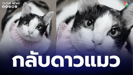 เพจเฟซบุ๊กแมวทาโร่ แจ้ง แม่มณี แมวดัง กลับดาวแมวแล้ว