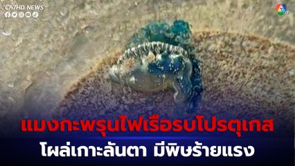 เตือนภัย แมงกะพรุนไฟเรือรบโปรตุเกส โผล่เกาะลันตา นทท.ถูกพิษ