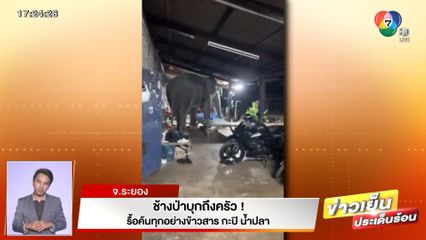 ช้างป่าบุกถึงครัว ! รื้อค้นทุกอย่างข้าวสาร กะปิ น้ำปลา จ.ระยอง