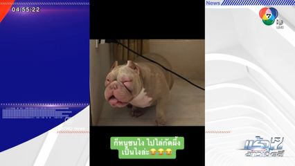 ซนเป็นเหตุสังเกตได้! น้องหมาวิ่งไล่กัดผึ้ง สุดท้ายโดนผึ้งต่อยหน้าบวม